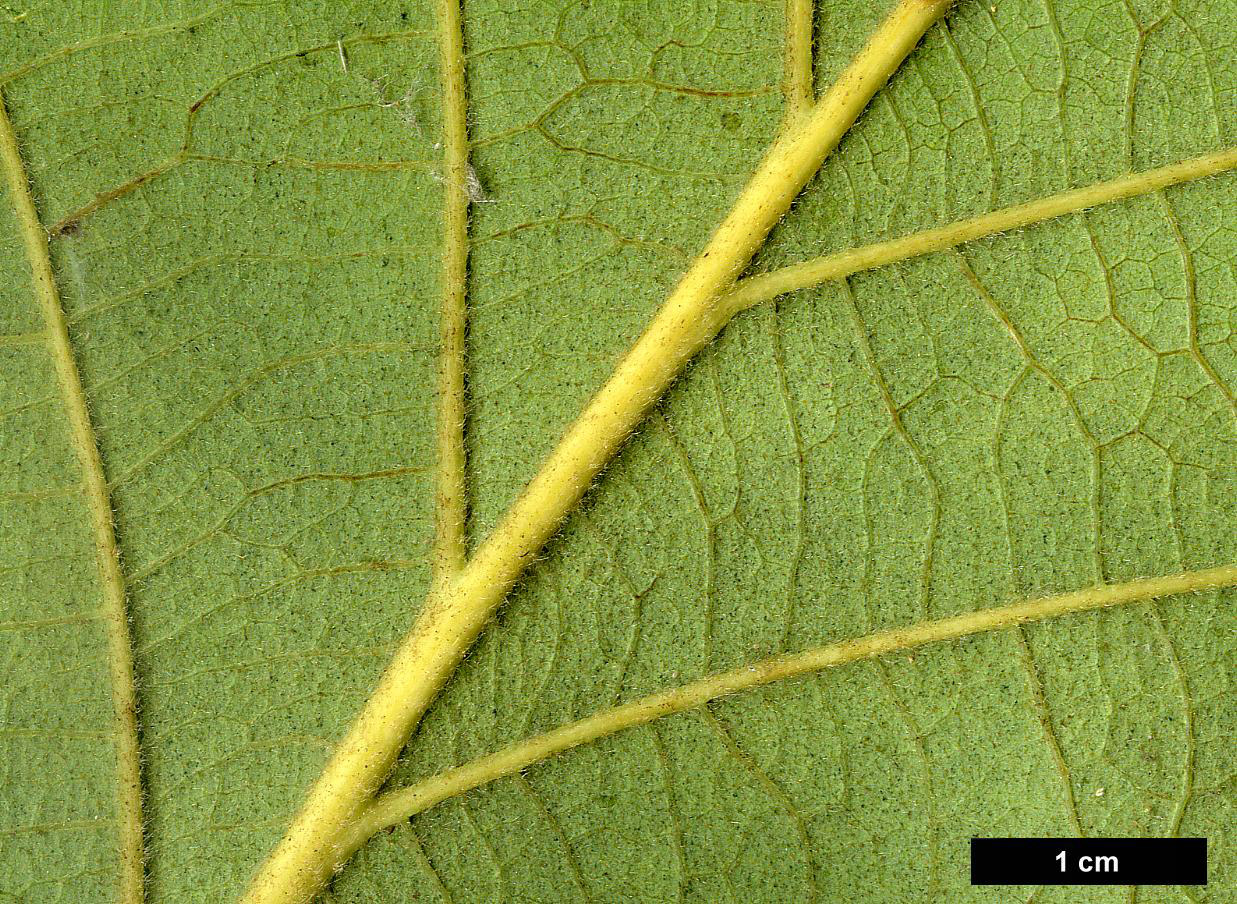 High resolution image: Family: Fagaceae - Genus: Quercus - Taxon: dentata - SpeciesSub: 'Carl Ferris Miller'